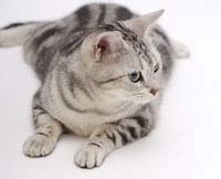 �L�̑��V�@�L�̉Α��͓��{