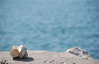 �y�b�g�U�����{